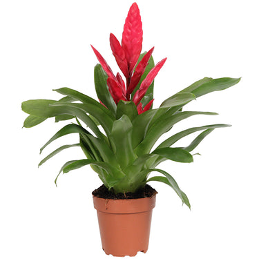 Vriesea Plant - Flaming Sword